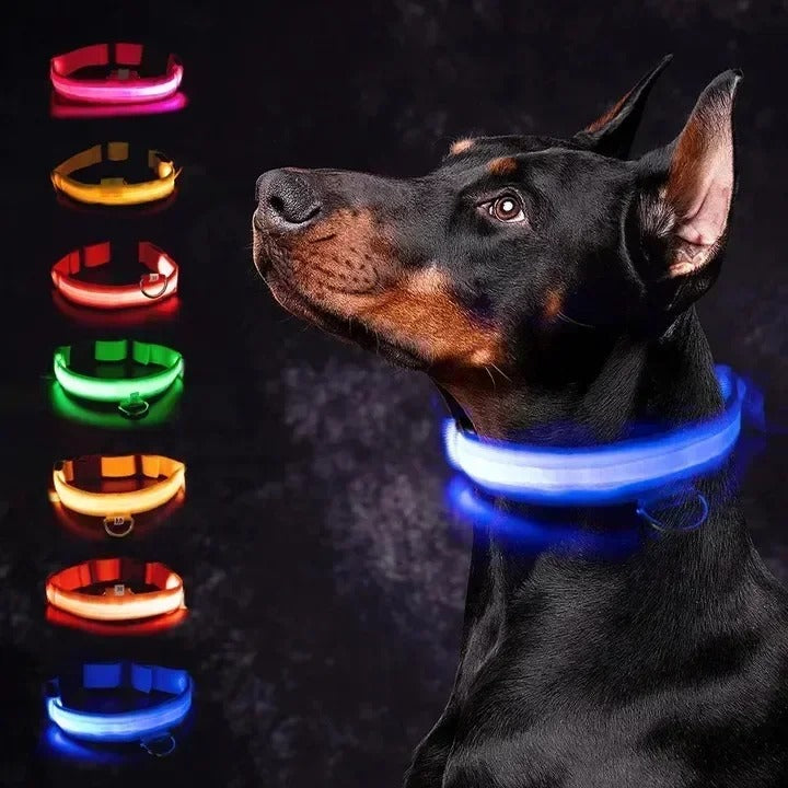 Illuma Collar